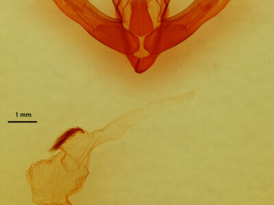 genitalia view of adult Fishia sp.