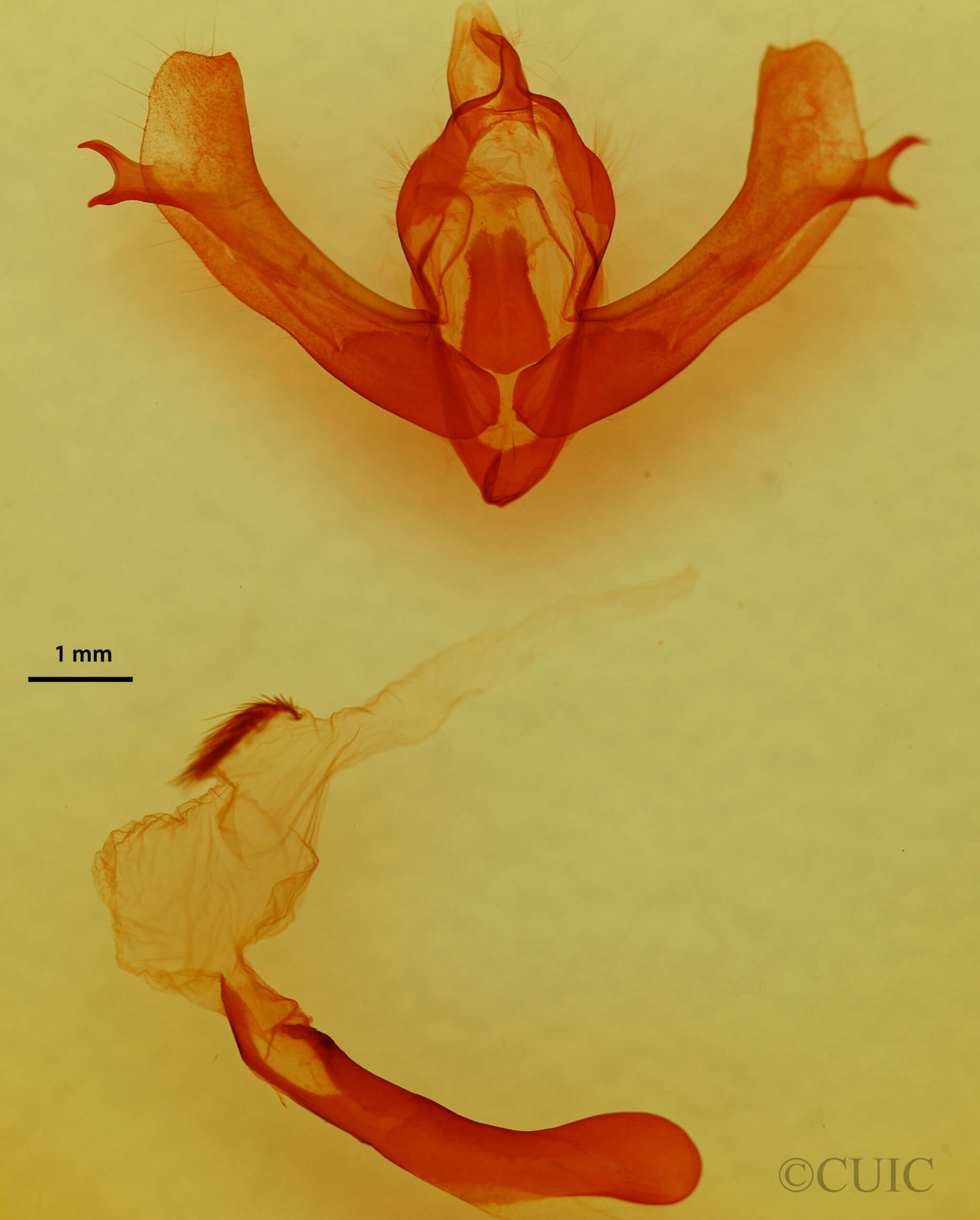 genitalia view of adult Fishia sp.