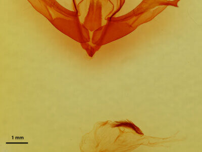 genitalia view of adult Fishia sp.