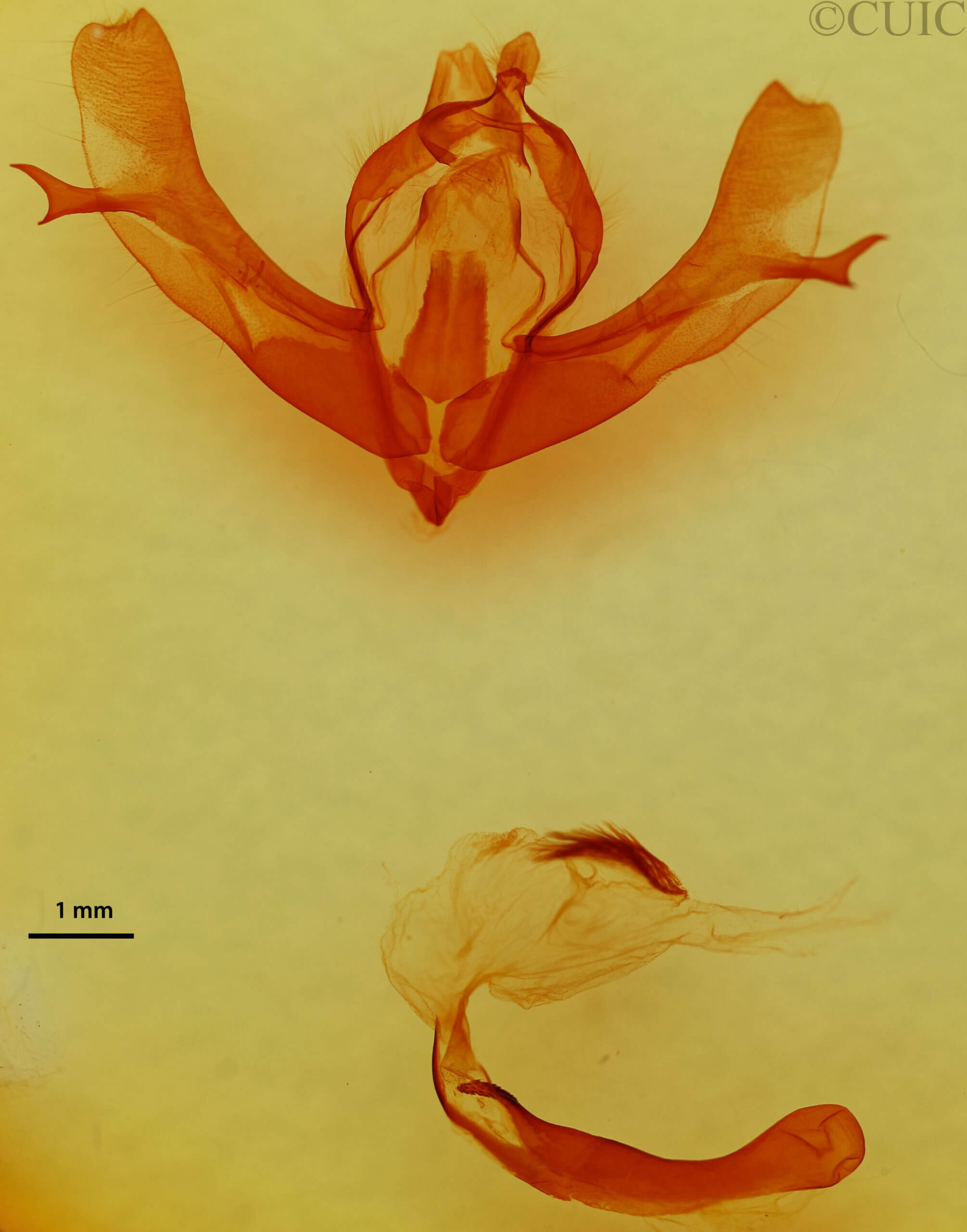 genitalia view of adult Fishia sp.