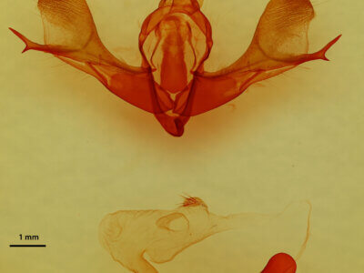 genitalia view of adult Fishia connecta?