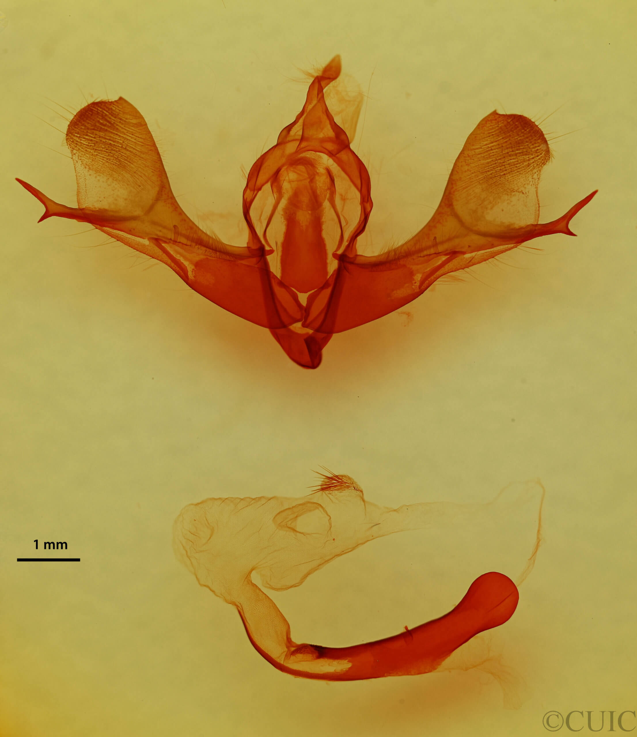 genitalia view of adult Fishia connecta?