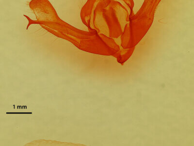 genitalia view of adult Fishia discors?