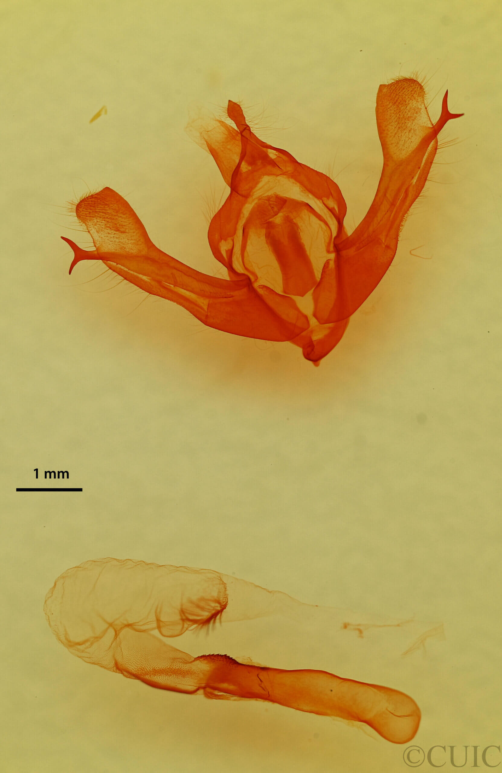 genitalia view of adult Fishia discors?