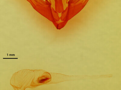 genitalia view of adult Fishia discors