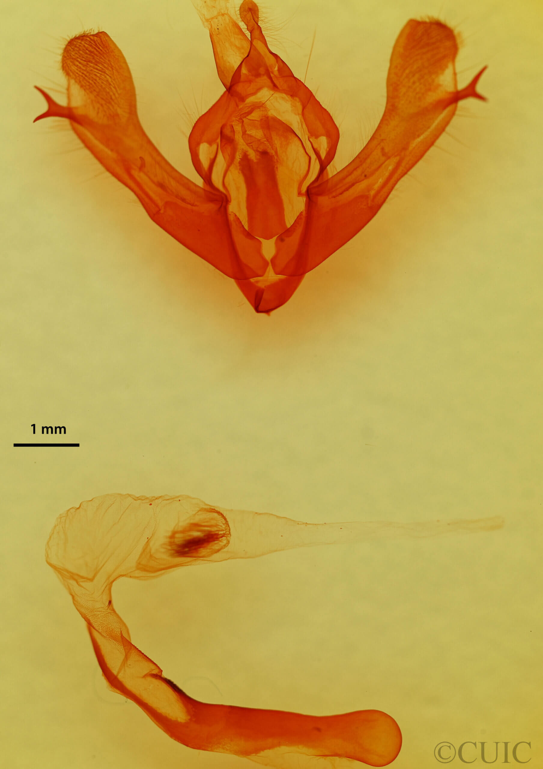 genitalia view of adult Fishia discors