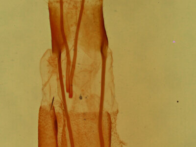 genitalia view of adult Fotella sp.