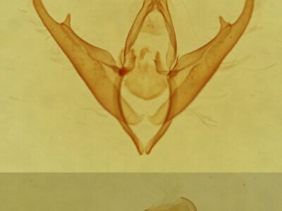 genitalia view of adult Gabara sp.