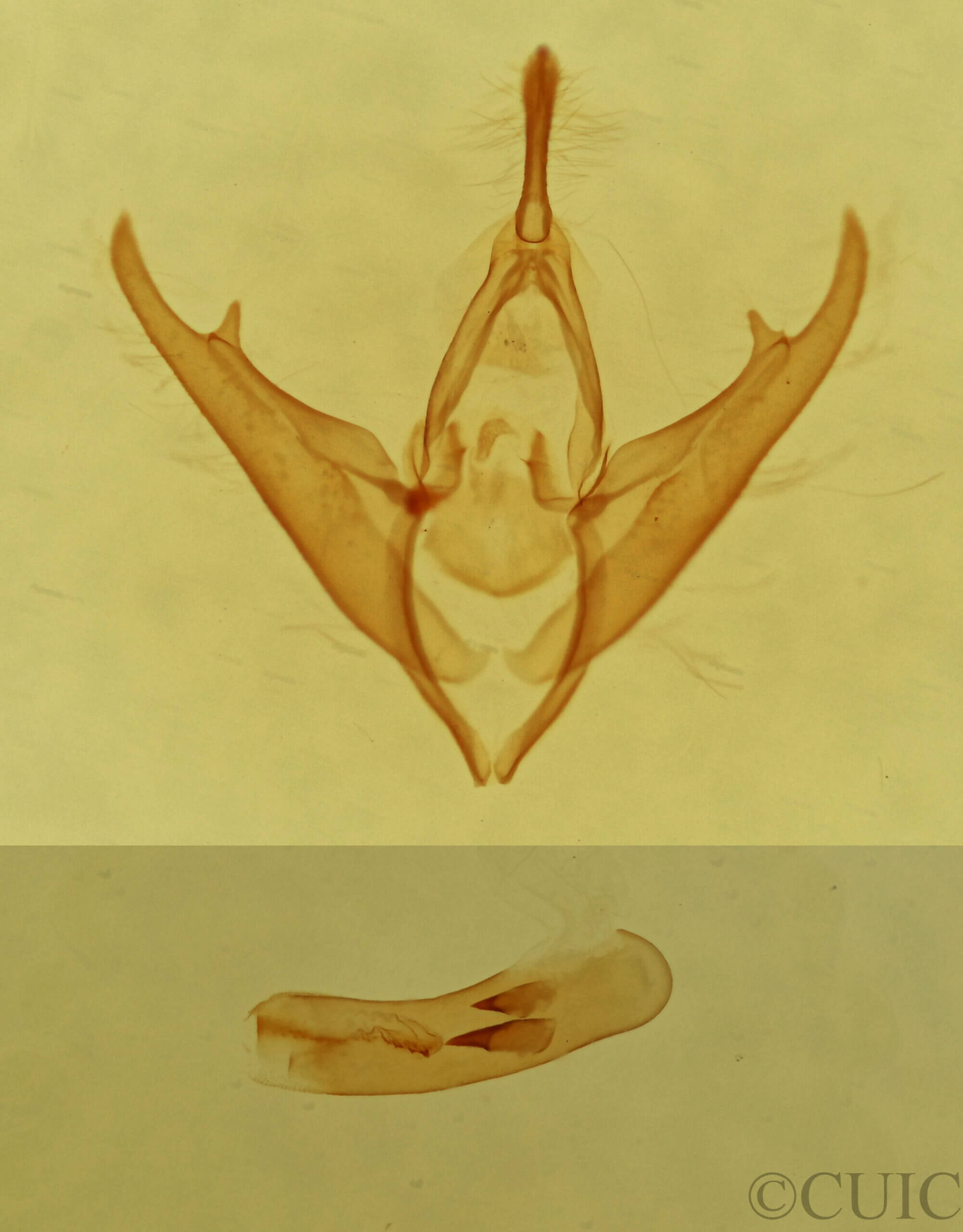 genitalia view of adult Gabara sp.