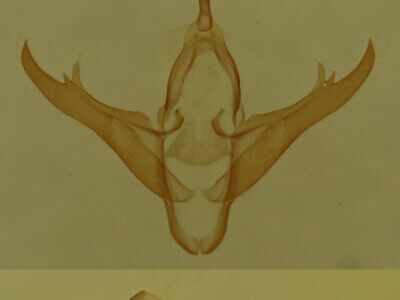 genitalia view of adult Gabara sp.