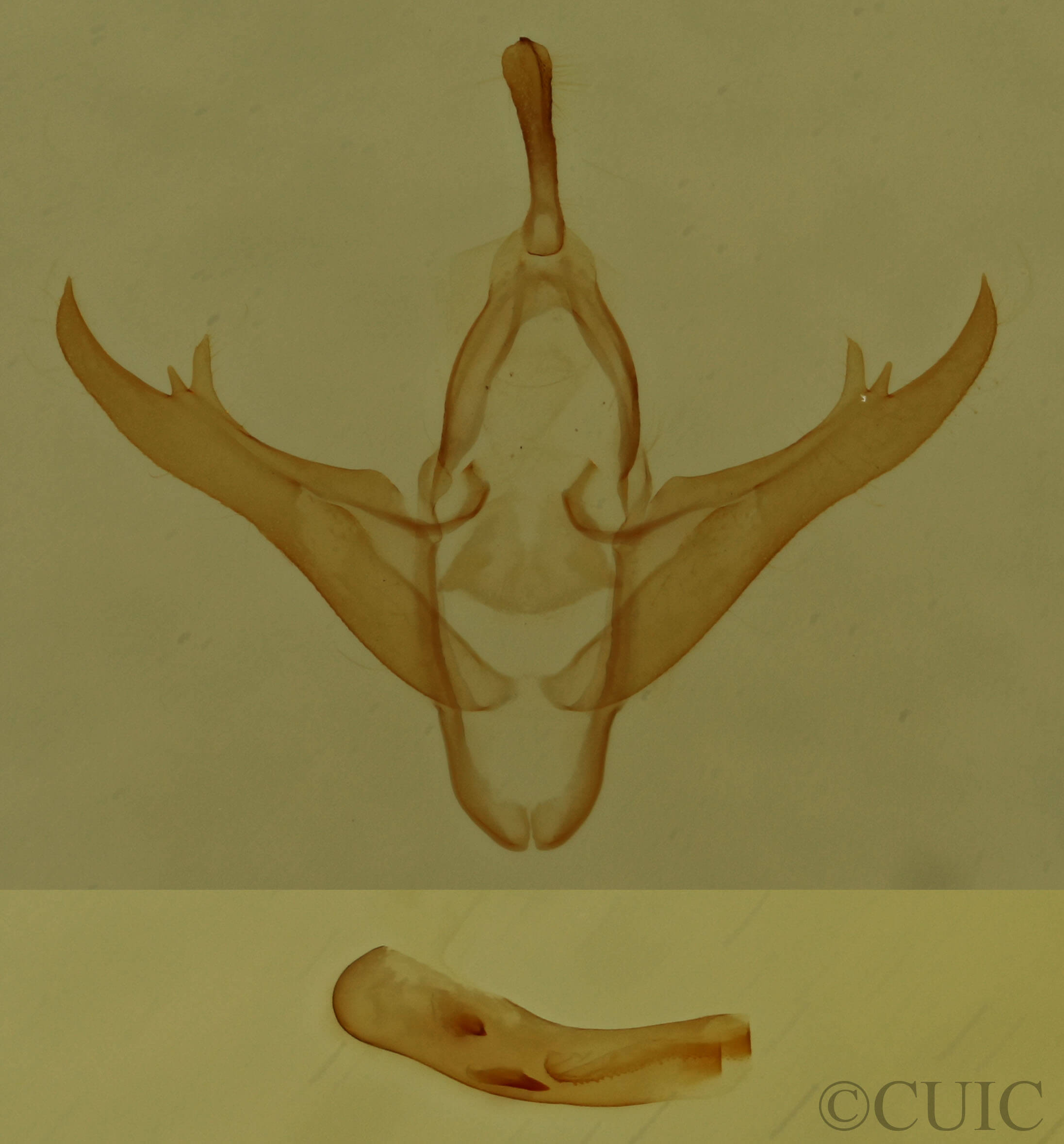 genitalia view of adult Gabara sp.