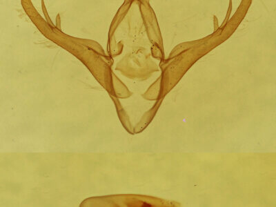 genitalia view of adult Gabara sp.