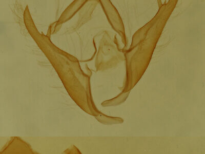 genitalia view of adult Gabara sp.