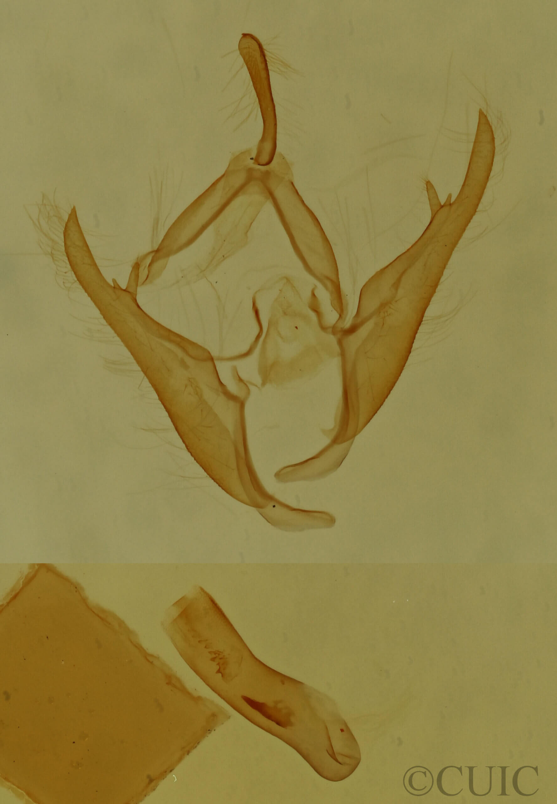 genitalia view of adult Gabara sp.