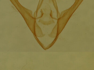 genitalia view of adult Gabara sp.