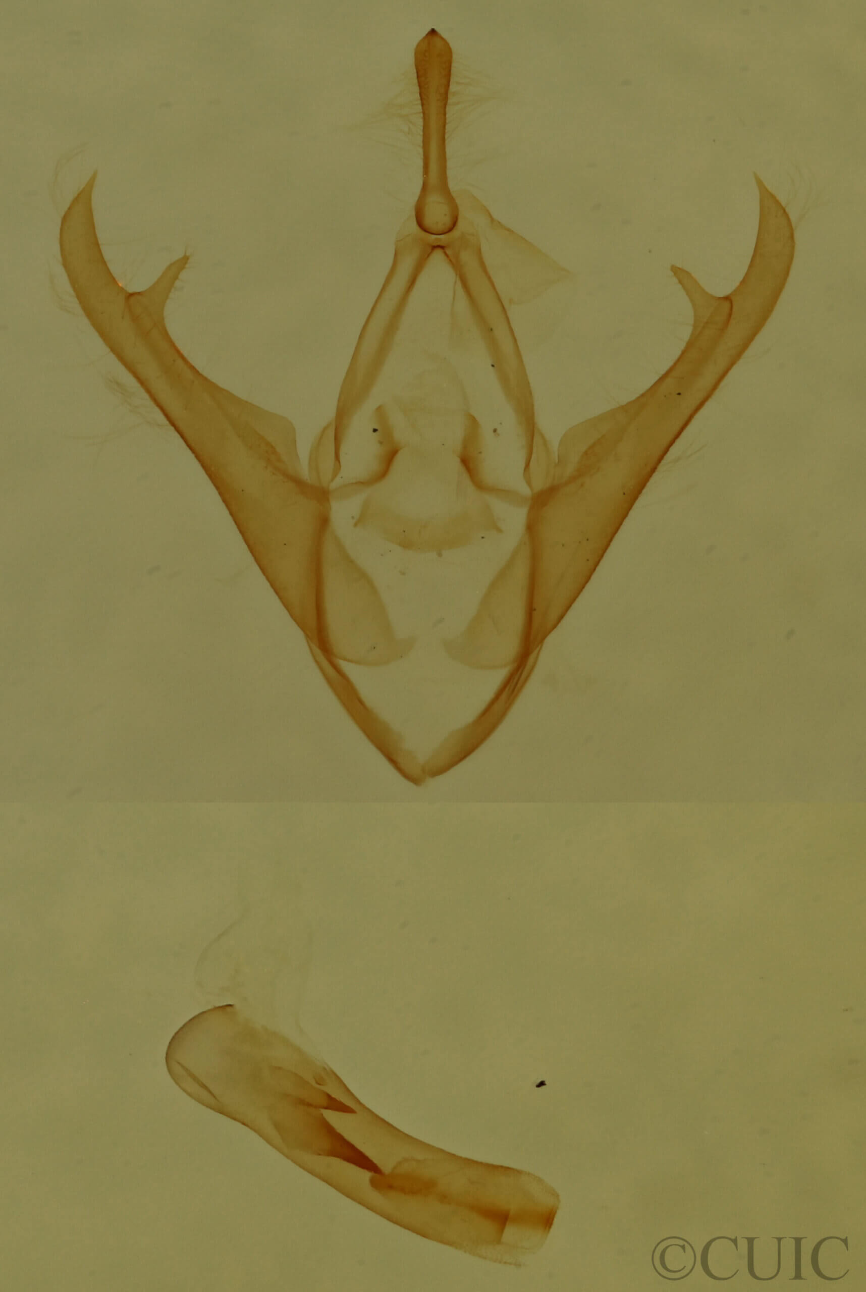 genitalia view of adult Gabara sp.