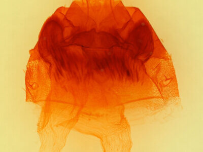 genitalia view of adult Hyppa sp.