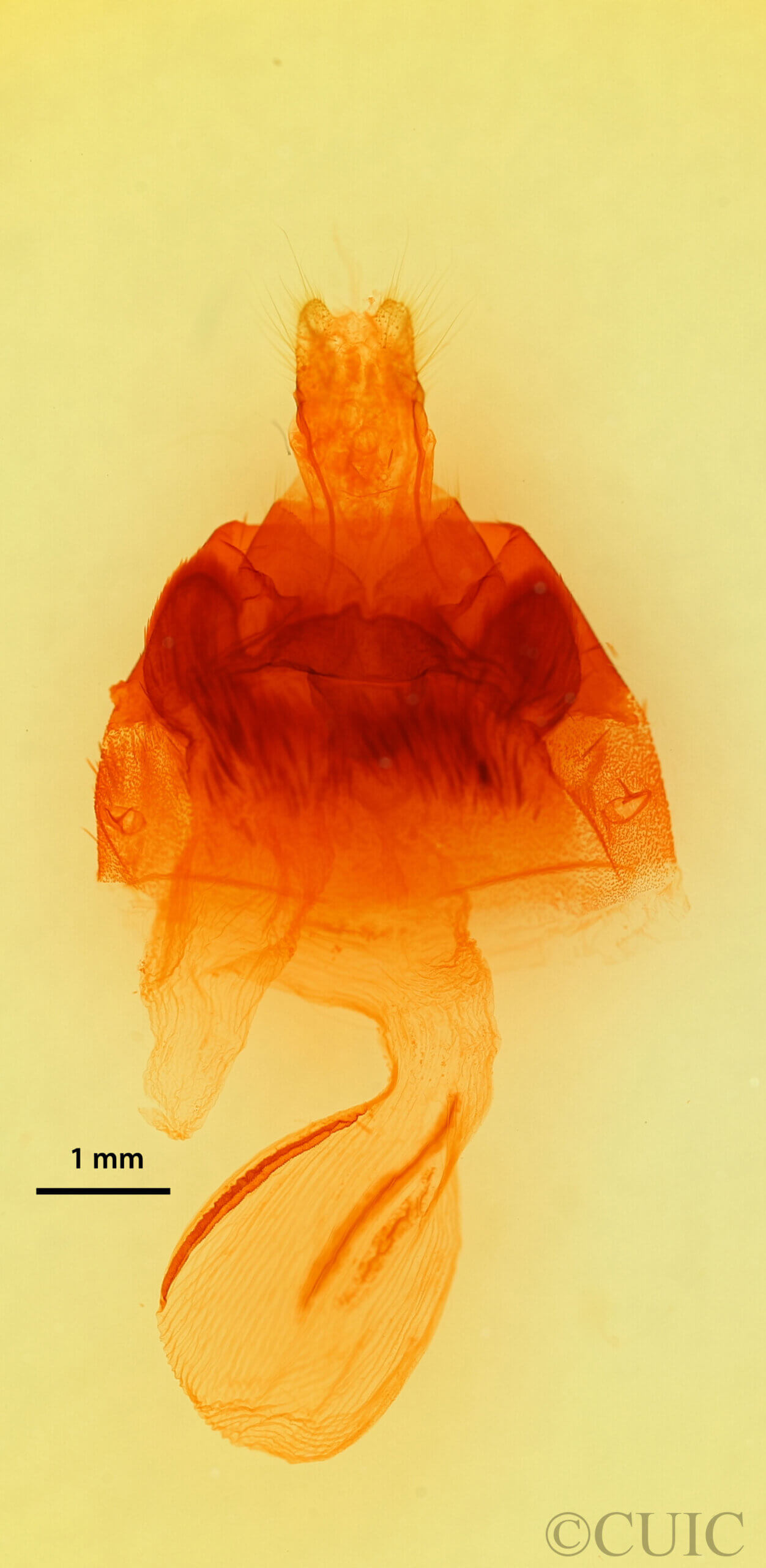 genitalia view of adult Hyppa sp.