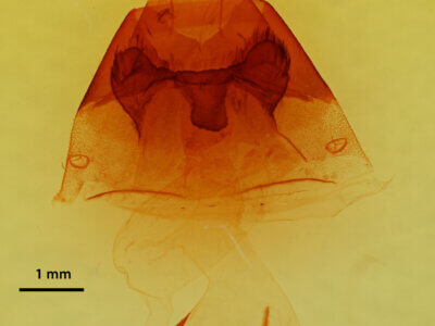 genitalia view of adult Hyppa brunneicrista