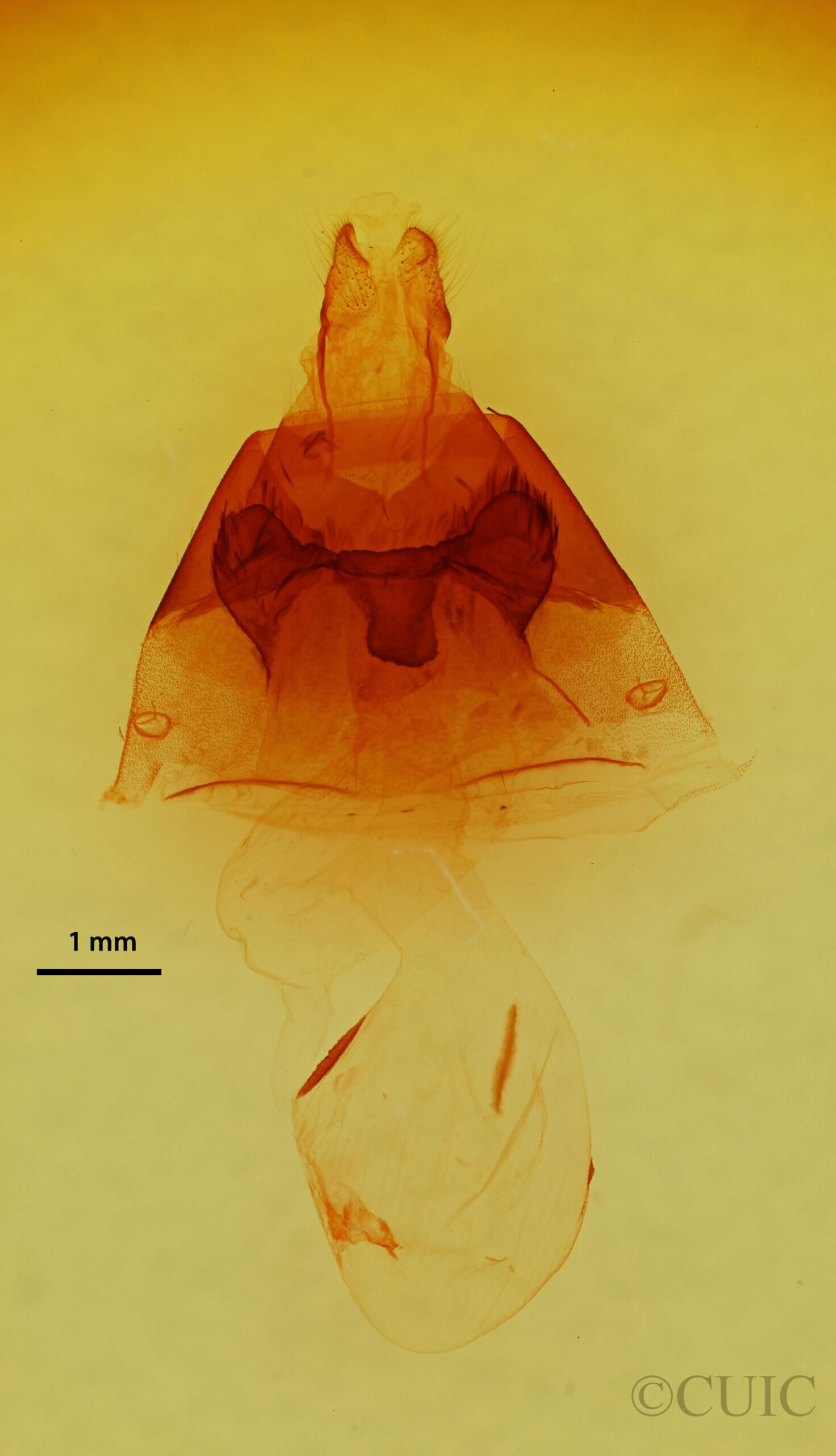 genitalia view of adult Hyppa brunneicrista