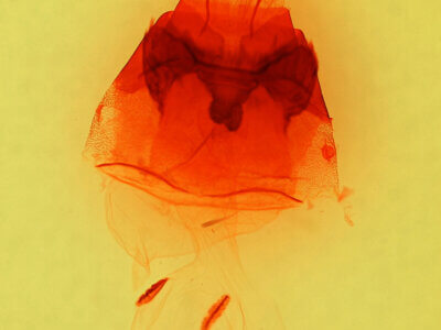 genitalia view of adult Hyppa brunneicrista