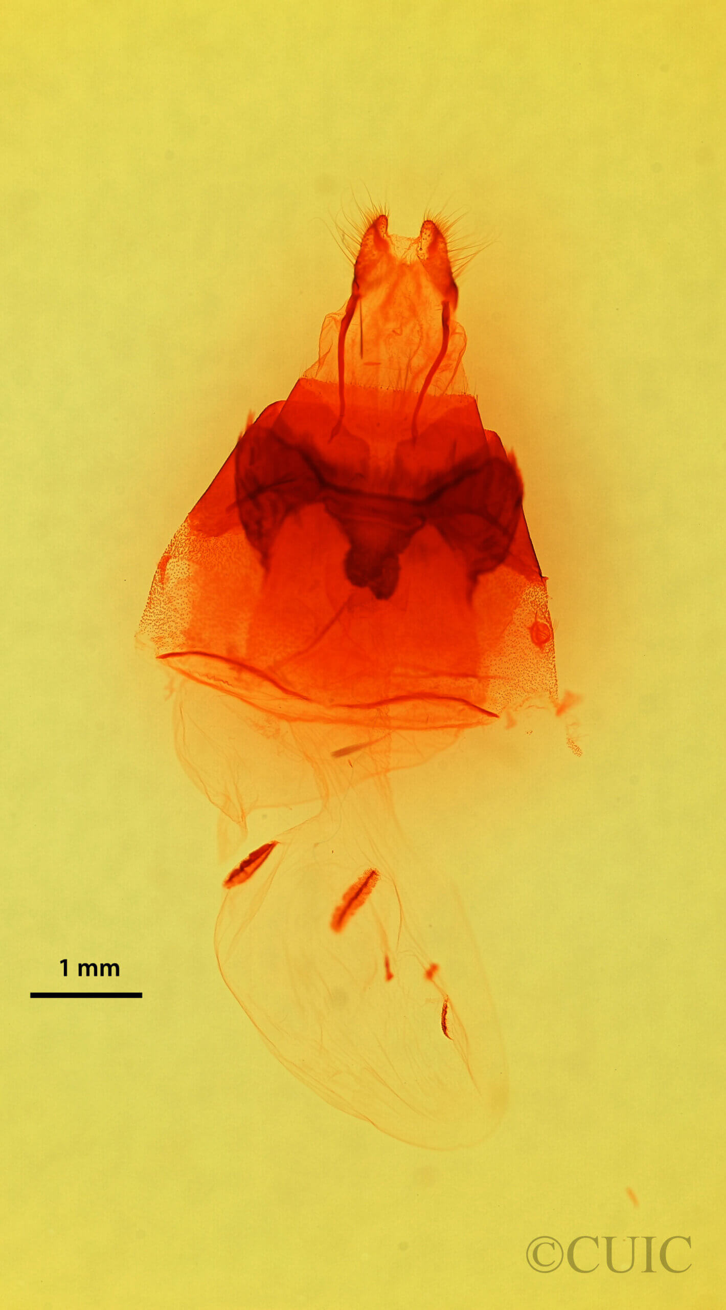 genitalia view of adult Hyppa brunneicrista