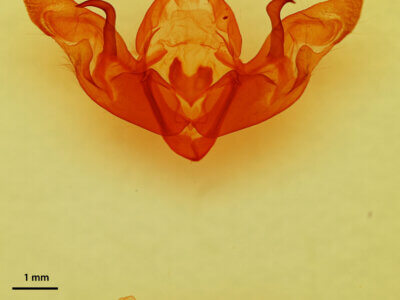 genitalia view of adult Hyppa rectilinea