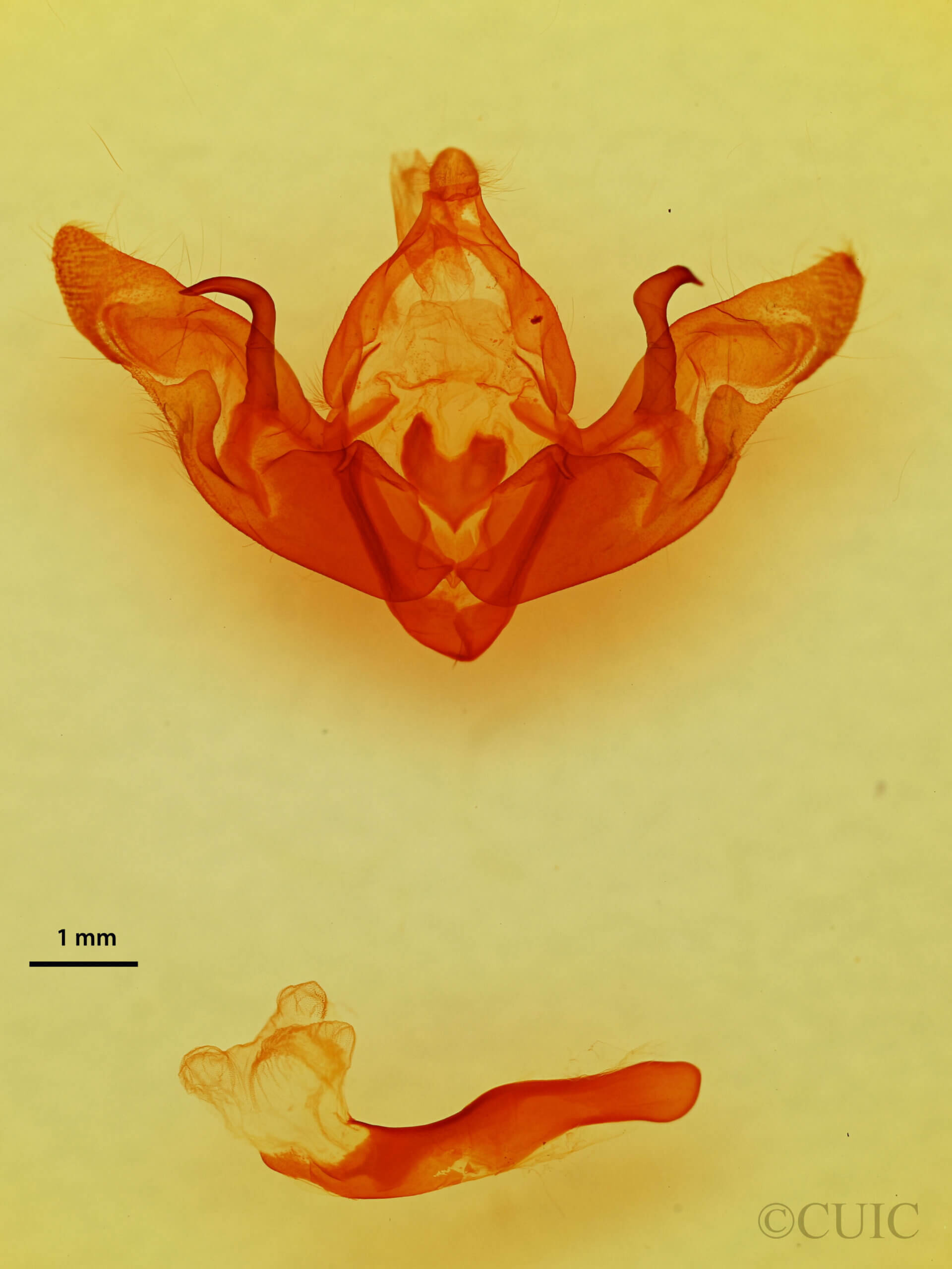 genitalia view of adult Hyppa rectilinea