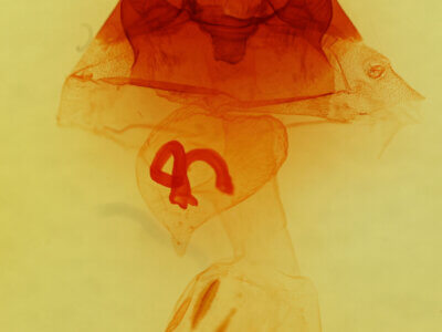 genitalia view of adult Hyppa rectilinea