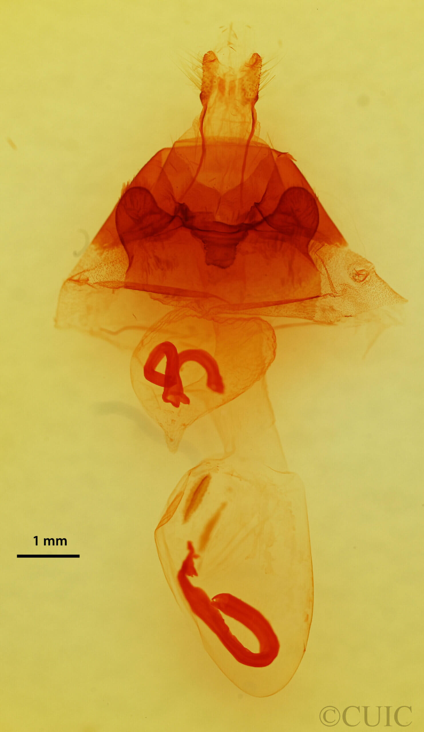 genitalia view of adult Hyppa rectilinea