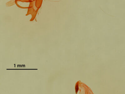 genitalia view of adult Lithacodia phya