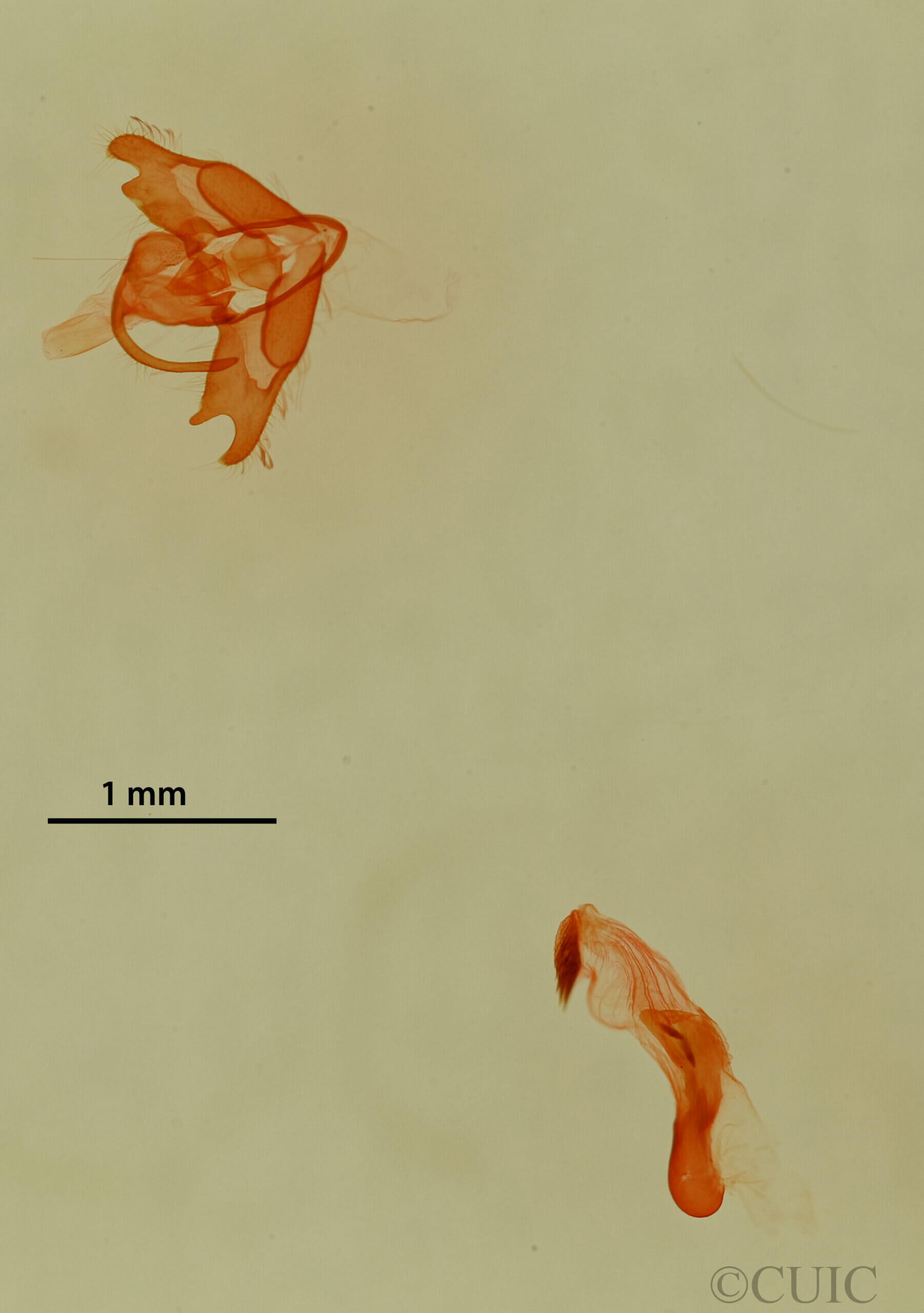 genitalia view of adult Lithacodia phya