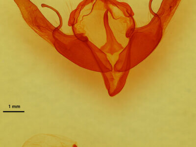 genitalia view of adult Lithophane georgii