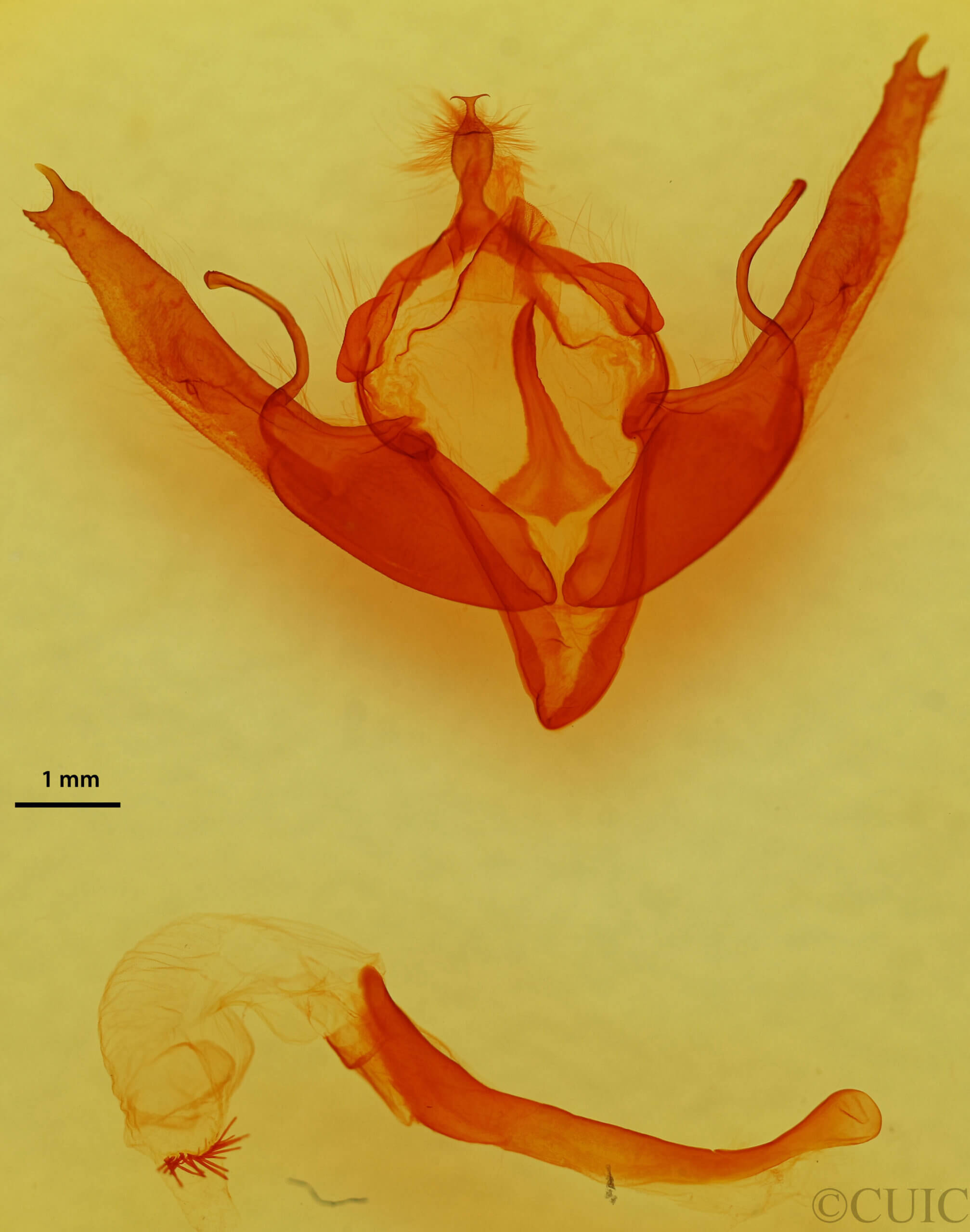 genitalia view of adult Lithophane georgii