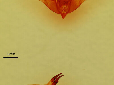 genitalia view of adult Oligia divesta