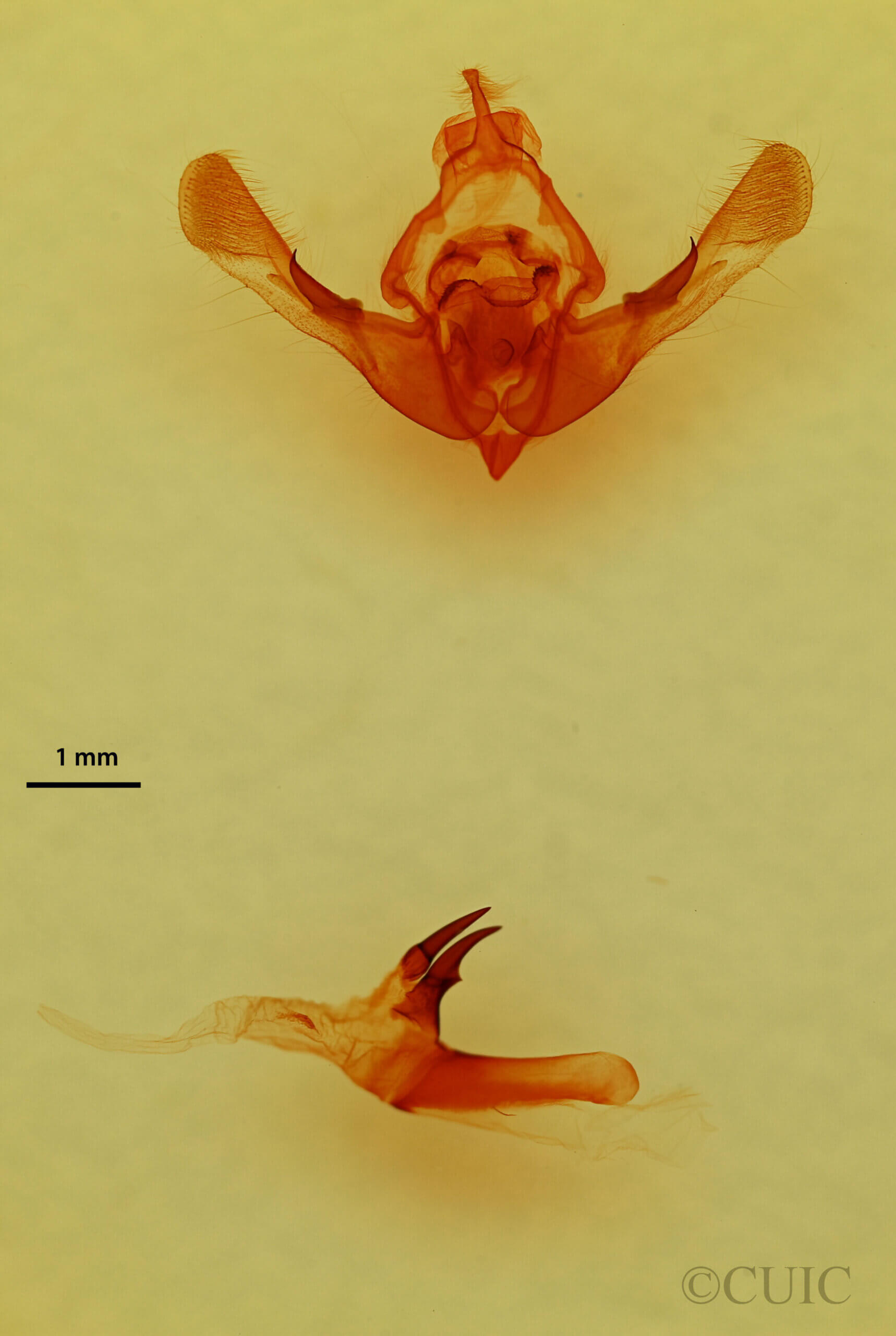genitalia view of adult Oligia divesta