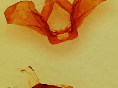 genitalia view of adult Oligocentria sp.