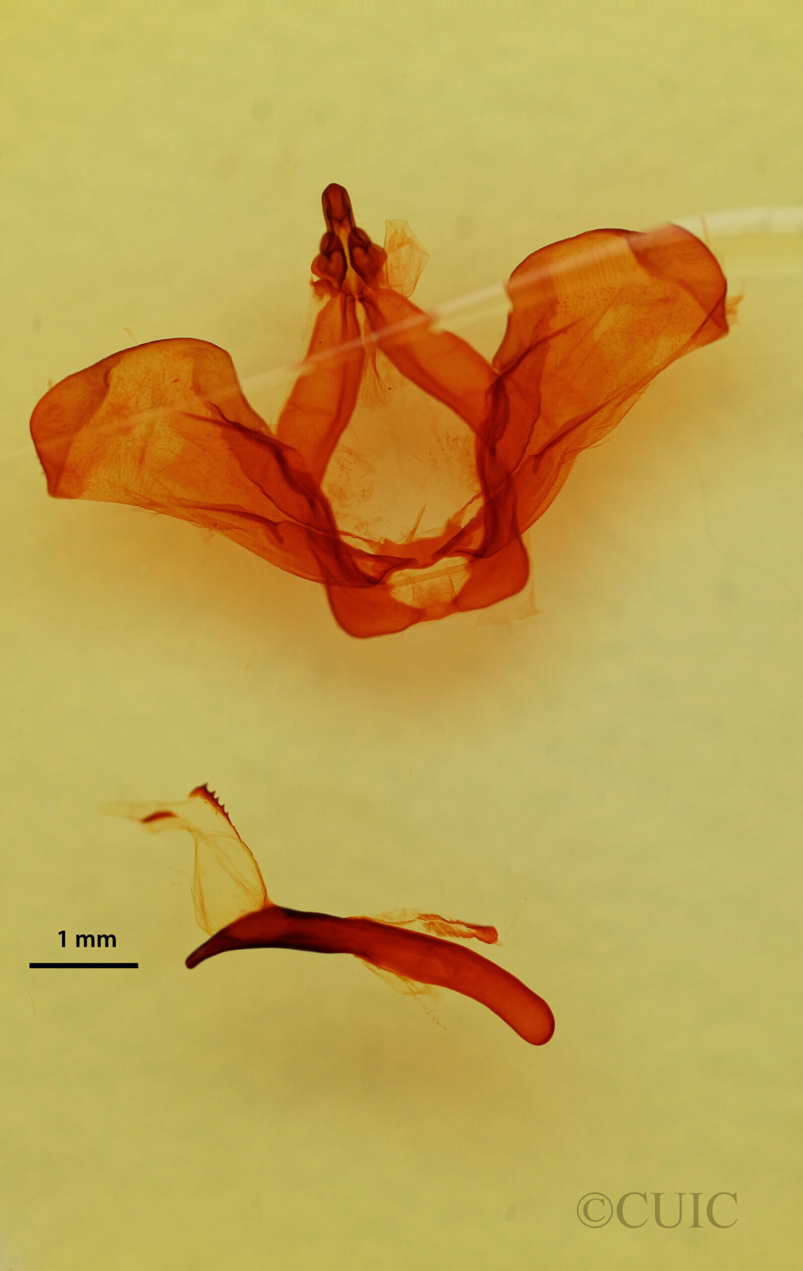 genitalia view of adult Oligocentria sp.