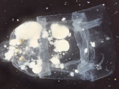 genitalia view of adult Ommatius quadratusScarbrough, 2002