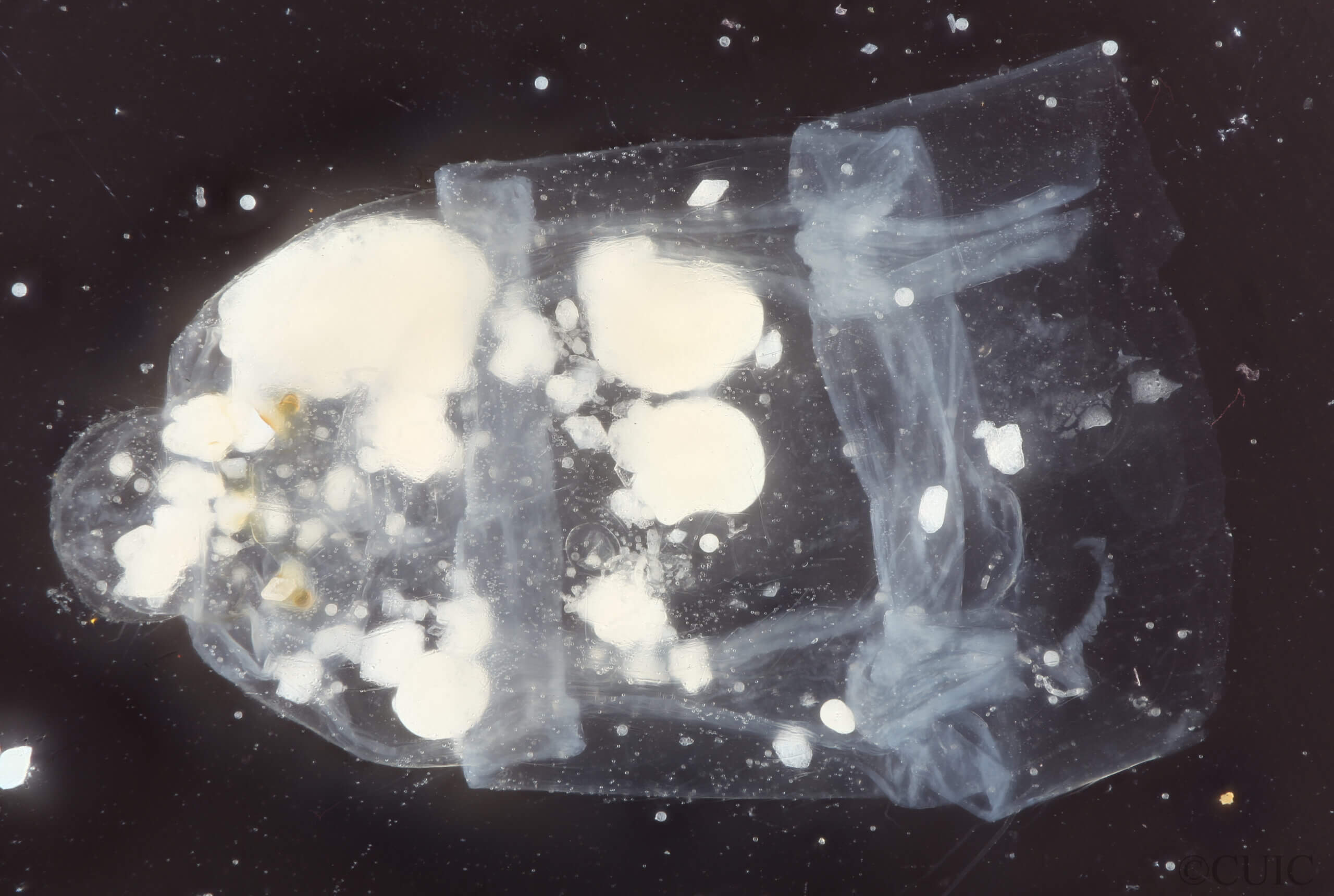 genitalia view of adult Ommatius quadratusScarbrough, 2002