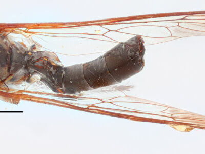 dorsal view of adult Ommatius quadratusScarbrough, 2002