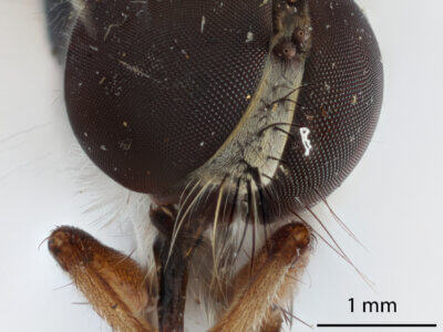 adult Ommatius quadratusScarbrough, 2002