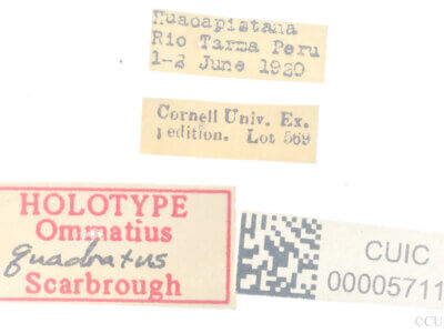 label view of adult Ommatius quadratusScarbrough, 2002