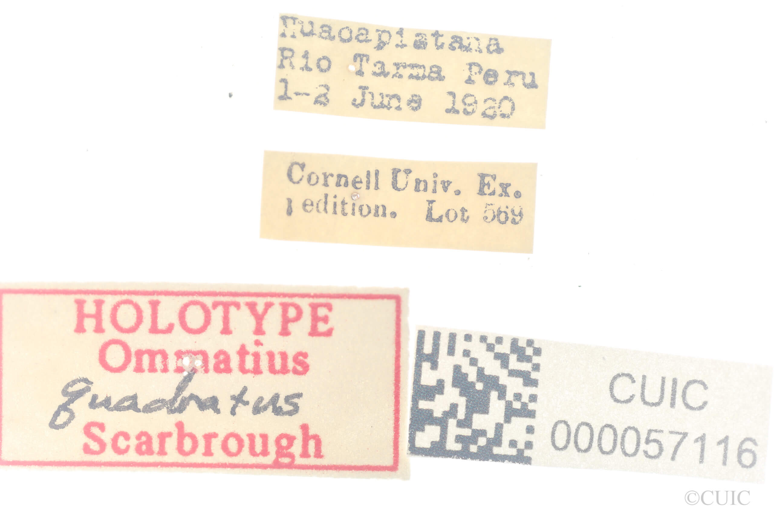 label view of adult Ommatius quadratusScarbrough, 2002