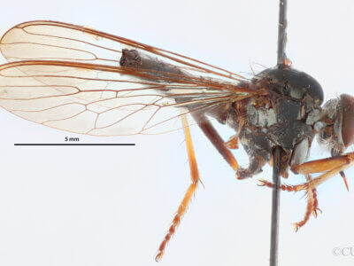 lateral view of adult Ommatius quadratusScarbrough, 2002