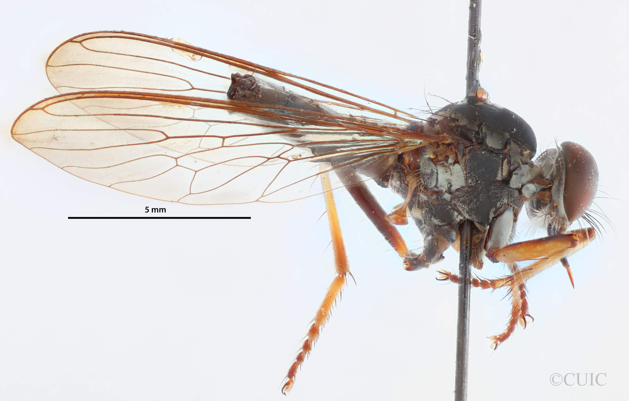 lateral view of adult Ommatius quadratusScarbrough, 2002