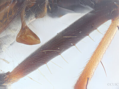 lateral view of adult Ommatius quadratusScarbrough, 2002