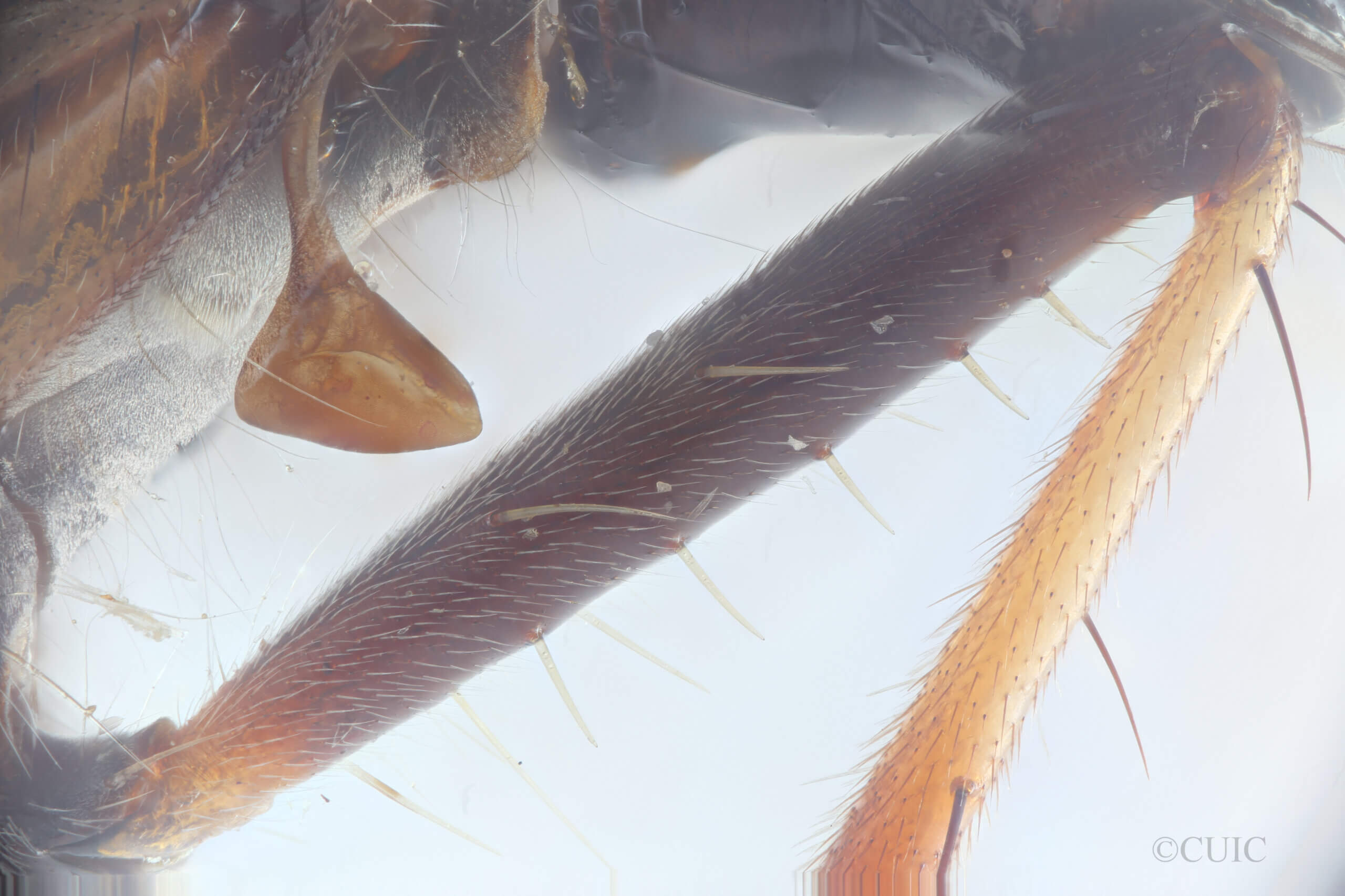 lateral view of adult Ommatius quadratusScarbrough, 2002