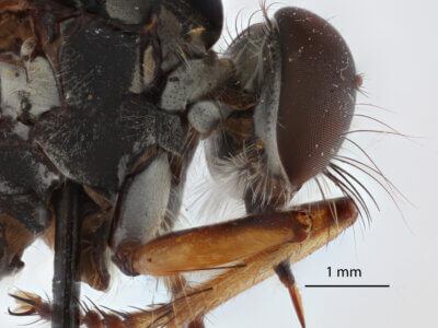 lateral view of adult Ommatius quadratusScarbrough, 2002
