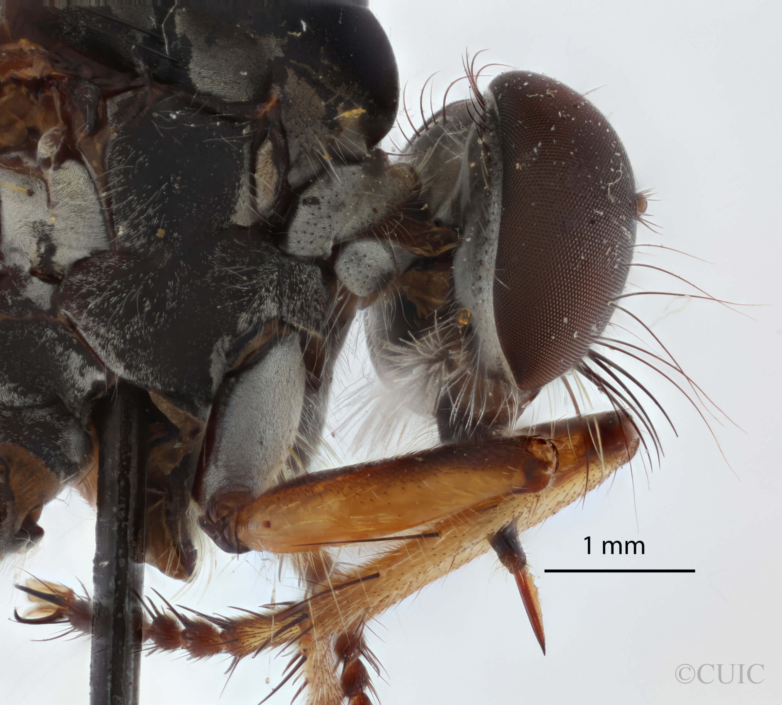 lateral view of adult Ommatius quadratusScarbrough, 2002